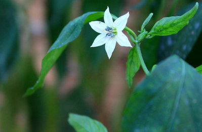 華東師范大學(xué)在職研究生